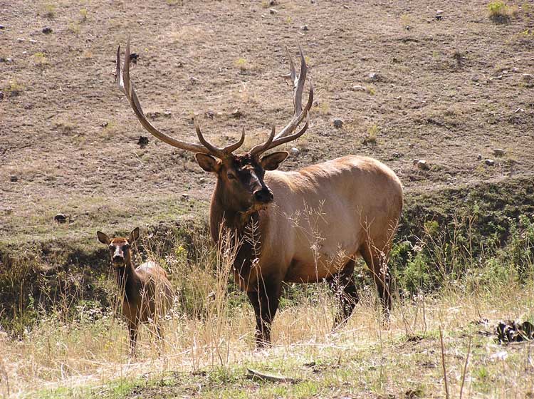 elk-hunting-buffalo-kaycee-wy